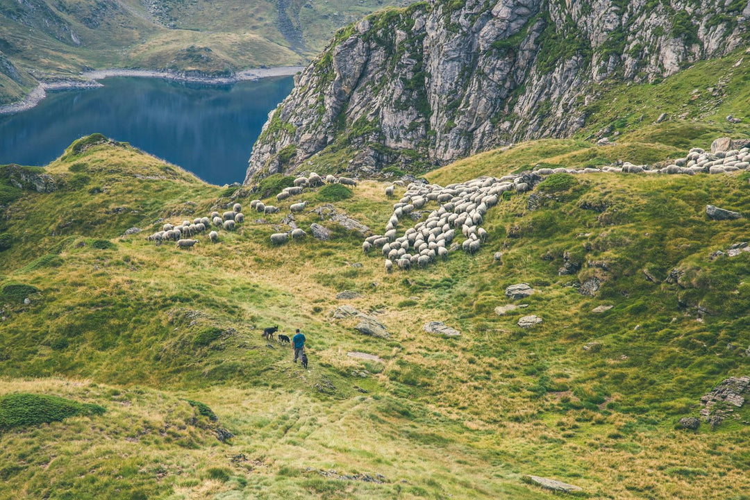 Das Hirtenjahr – ein Leben in Bewegung