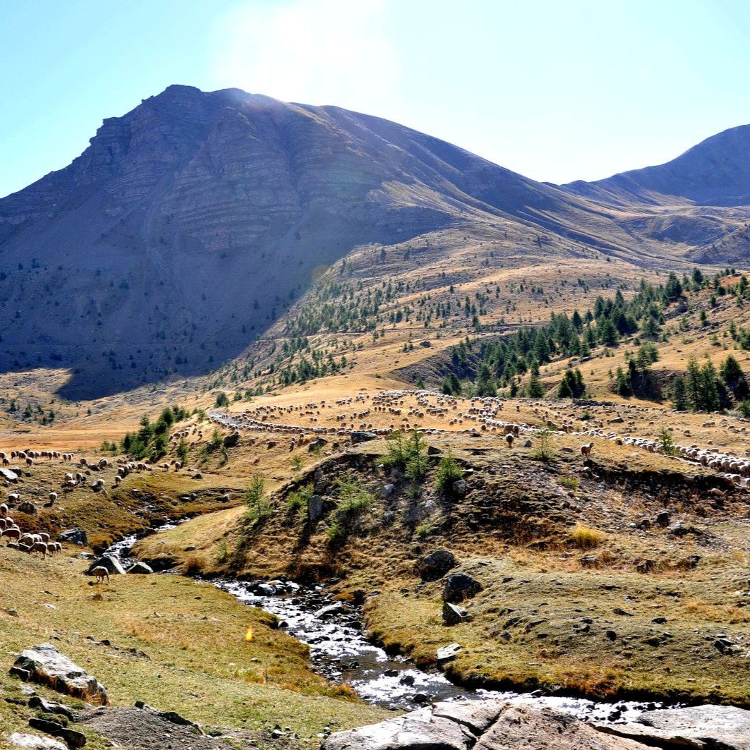 Wo Herden ziehen, bleibt die Landschaft offen